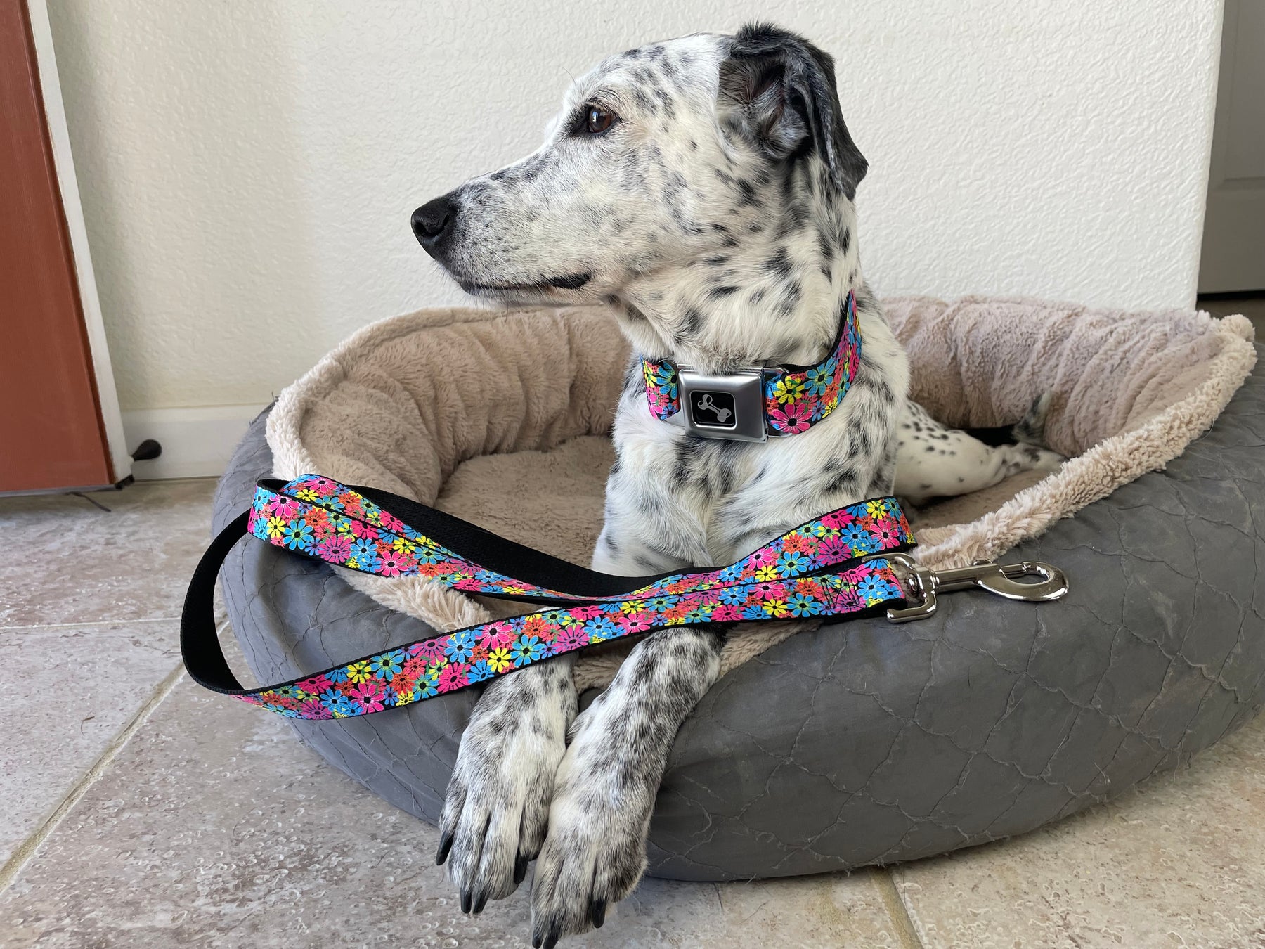 Image of Dog wearing Buckle-Down's signature Seatbelt Buckle Dog Collar with matching leash
