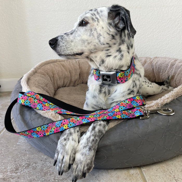 Image of Dog wearing Buckle-Down's signature Seatbelt Buckle Dog Collar with matching leash