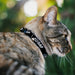 Breakaway Cat Collar with Bell - #DBAP Hash Tag Text Black/White Breakaway Cat Collars Buckle-Down   