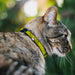 Cat Collar Breakaway - Measuring Tape Inches + Centimeters Breakaway Cat Collars Buckle-Down   