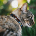 Breakaway Cat Collar with Bell - Beavis and Butt-Head I AM CORNHOLIO Pose Black/Orange/White Breakaway Cat Collars MTV   