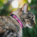 Breakaway Cat Collar with Bell - BARBIE Script Signature Logo Pink/White Breakaway Cat Collars Mattel   