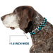 Dog Bone Seatbelt Buckle Collar - Checker Black/Ombre Turquoise Seatbelt Buckle Collars Buckle-Down 1.0" WIDE SMALL