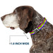 Dog Bone Seatbelt Buckle Collar - Stripes Purple/Orange/Green/Yellow/Pink/Blue Seatbelt Buckle Collars Buckle-Down 1.0" WIDE SMALL