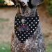 Pet Bandana - Bandana BETTY BOOP Biker Betty Winking Pose and Text Polka Dot Black/White/Yellow Pet Bandanas Fleischer Studios, Inc.   