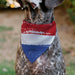 Pet Bandana - Bandana Betty Boop RED WHITE & BOOP Pose Americana Stripe Red/White/Blue/Black Pet Bandanas Fleischer Studios, Inc.   