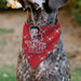 Pet Bandana - Bandana BETTY BOOP Holiday Gift Pose and Santa Betty  Winking Icon Red Pet Bandanas Fleischer Studios, Inc.   