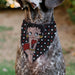 Pet Bandana - Betty Boop Hands on Knees Pose Heart Polka Dot Black/Red/White Pet Bandanas Fleischer Studios, Inc.   