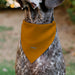 Pet Bandana - The Lion King Young Simba CIRCLE OF LIFE Pose Oranges/Black Pet Bandanas Disney