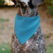 Pet Bandana - Cinderella Face Pose Close-Up Blues Pet Bandanas Disney