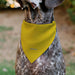 Pet Bandana - Peanuts Charlie Brown Zig Zag Stripe Yellow/Black Pet Bandanas Peanuts Worldwide LLC   