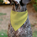 Pet Bandana - SpongeBob SquarePants NORMAL IS BORING Pose Yellows Pet Bandanas Nickelodeon   