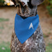 Pet Bandana - Star Trek Original Series Blue Uniform Print Pet Bandanas CBS Studios Inc.   