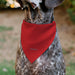 Pet Bandana - Star Trek Original Series Red Uniform Print Pet Bandanas CBS Studios Inc.   