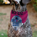 Pet Bandana - Star Wars R2-D2 Text and Pop Art Pose Red/Black/Blue Pet Bandanas Star Wars   