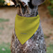 Pet Bandana - STAR WARS Title Logo Yellow/Multi Color/White Pet Bandanas Star Wars   