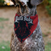 Pet Bandana - Star Wars DARTH VADER Face and Text Flame Red/Black/White Pet Bandanas Star Wars   