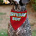 Pet Bandana - BIRTHDAY BOY Text Red/Yellow/Blue/White Pet Bandanas Buckle-Down, Inc.   