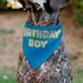 Pet Bandana - BIRTHDAY BOY Text Blue/Yellow/White Pet Bandanas Buckle-Down, Inc.   