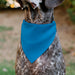 Pet Bandana - BIRTHDAY BOY Text Blue/Yellow/White Pet Bandanas Buckle-Down, Inc.   