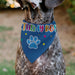 Pet Bandana - BIRTHDAY BOY Text Paw and Confetti Blue/Multi Color Pet Bandanas Buckle-Down, Inc.   