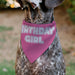 Pet Bandana - BIRTHDAY GIRL Text Pinks/White Pet Bandanas Buckle-Down, Inc.   