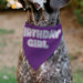 Pet Bandana - BIRTHDAY GIRL Text Purples/White Pet Bandanas Buckle-Down, Inc.   