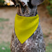 Pet Bandana - DO NOT PET Warning Yellows/Black Pet Bandanas Buckle-Down, Inc.   