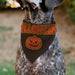 Pet Bandana - HALLOWEEN Jack-O-Lantern Pumpkin Black/Orange Pet Bandanas Buckle-Down, Inc.   