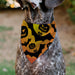 Pet Bandana - Halloween Bats and Jack-O-Lanterns Pumpkins Orange/Black Pet Bandanas Buckle-Down, Inc.   