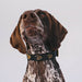 Vegan Leather Dog Collar - Disney Black PU w Gold Cast Signature D Logo Embellishments Imported PU Collars Disney   