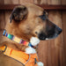 Dog Bone Seatbelt Buckle Collar - Zarape2 Vertical Multi Color Stripe Seatbelt Buckle Collars Buckle-Down   