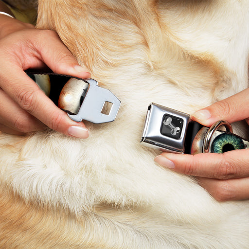 Dog Bone Seatbelt Buckle Collar - Vivid Blue Eyeball Black Seatbelt Buckle Collars Buckle-Down   