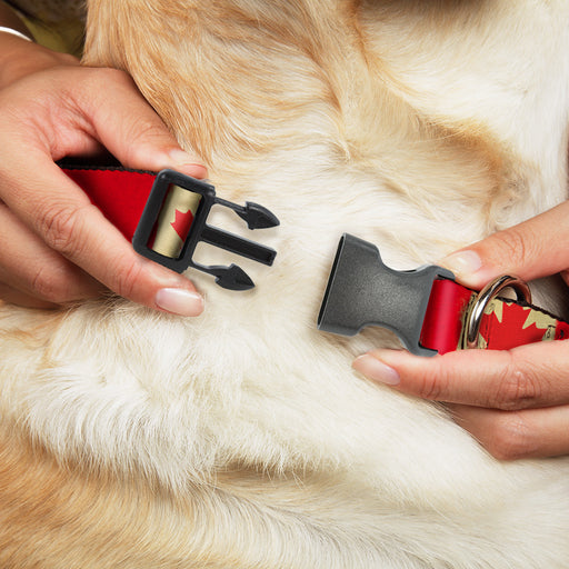 Plastic Clip Collar - Canada Flag Painted Plastic Clip Collars Buckle-Down   