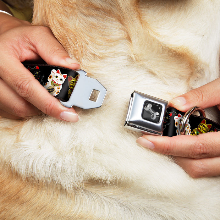 Dog Bone Seatbelt Buckle Collar - Maneki Neko Lucky Cats Gold/Black/White Seatbelt Buckle Collars Buckle-Down   